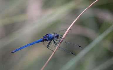 blue dragonfly on a leaf