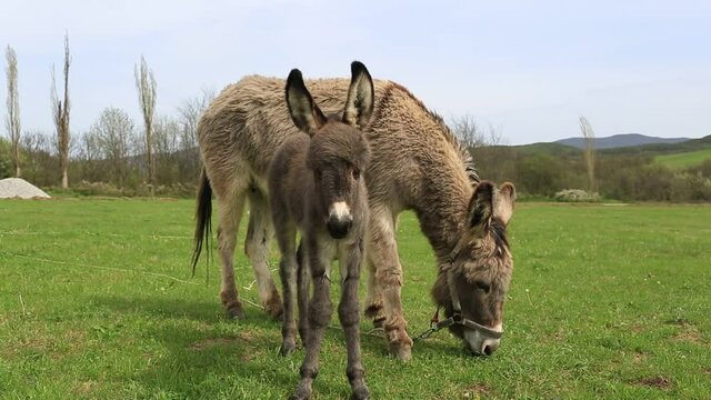 Little donkey next to mother donkey on a green meadow