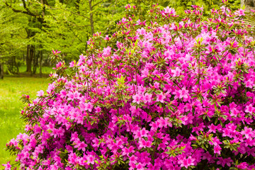 Blooming Azalea flowers, pink and purple flowers in spring, beauty in nature