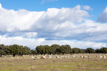 Obraz premium Sheeps grazing on the meadow