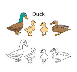 Funny cute birds ducks isolated on white background. Linear, contour, black and white and colored version. Illustration can be used for coloring book and pictures for children
