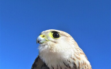 Closeup of a Merlin (Falco columbarius) at the Goshute Mountains, Nevada