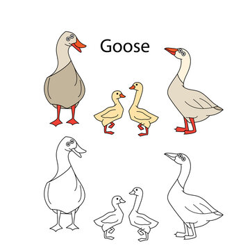 Funny cute birds gooses isolated on white background. Linear, contour, black and white and colored version. Illustration can be used for coloring book and pictures for children