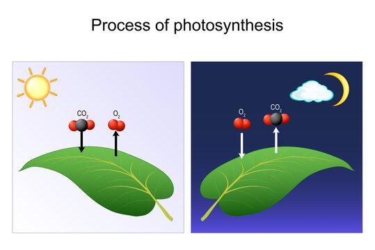 photosynthesis process. leaf of plant. day and night