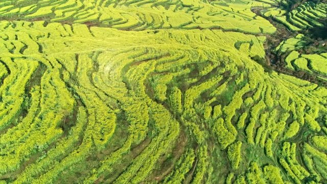 The terraces in southern China are full of crops. Aerial view