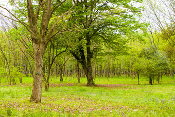 Garden and park, Zugdidi Botanic garden in Georgia.