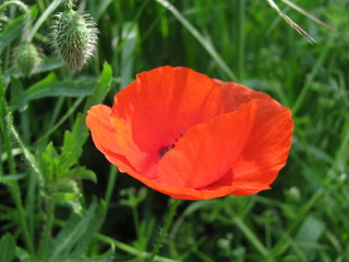 Obraz premium coquelicot