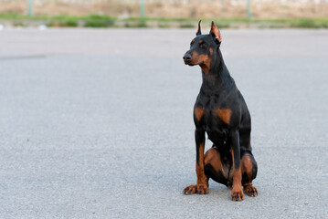 Doberman is sitting on an asphalt road.