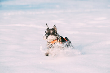 Miniature Schnauzer Dog Or Zwergschnauzer In Outfit Playing Fast Running In Snow Snowdrift At Winter Day