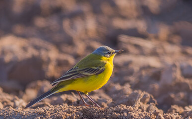 Yellow Wagtail bird, Motacilla flava in the field of rough ground