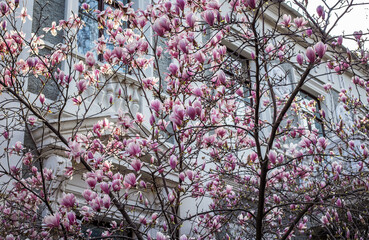 Blooming purple magnolia tree in the city