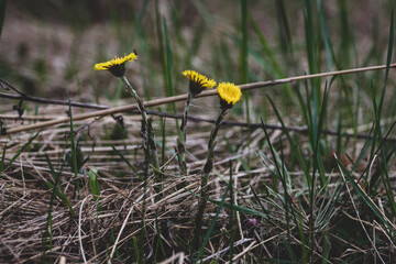 
A plant foalfoot Tussilago farfara in early spring in the forest, close up, selective focus.