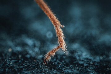Insect leg