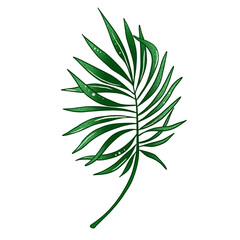 Tropical leaf, monstera, palm. Hand-drawn elements isolated on white background