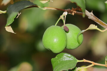 Close-up of fresh green jujube fruit growing in the orchard.