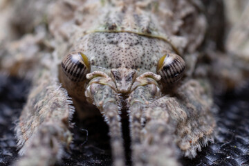 beautiful bark katydid eye closeup stock photo