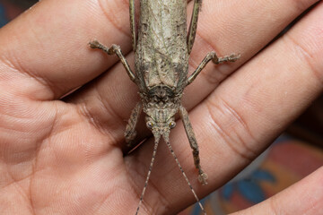 beautiful bark katydid sit on my hand stock photo