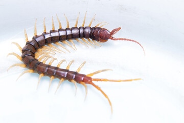 Common Indian Centipede on white backdrop stock photo