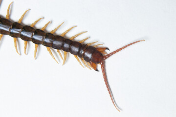 Common Indian Centipede teeth closeup stock photo in white background