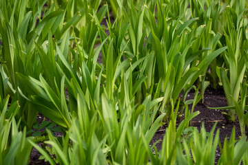 Fresh tulip tops (spring flowers )