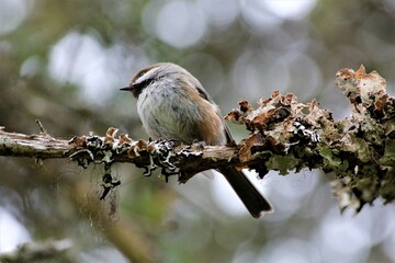 Boreal Chickadee (Poecile hudsonica) among lichens