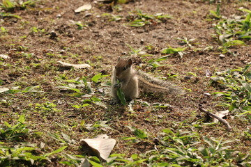 cute squirrel eating grass stock photo