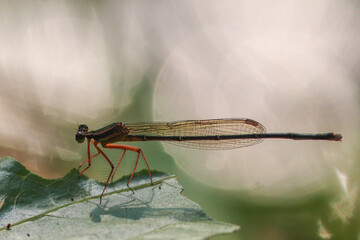 Damselflies sit on a leaf stock photo