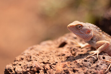Beard Dragon laying on a red stone
