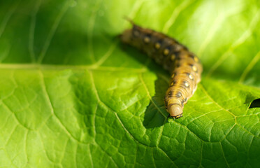 A large fat caterpillar has a crop in the garden. Pest control.