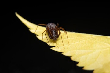 Spitting Spider on a yellow leaf stock photo