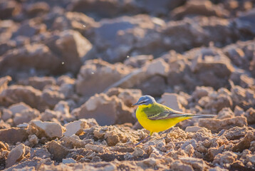 Obraz premium Yellow Wagtail bird, Motacilla flava in the field of rough ground