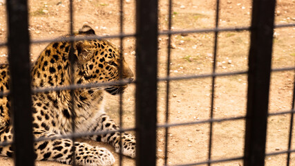A wild leopard lies on the sand. Leopard in a zoo cage.
