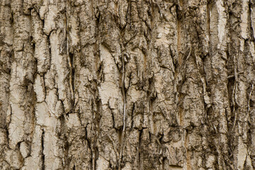 Liriodendron tulipifera close-up, tree texture