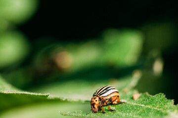 Colorado Striped Beetle - Leptinotarsa Decemlineata. This Beetle Is A Serious Pest Of Potatoes