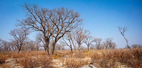 Panoramic landscape with bare trees in the dry season of arid Botswana