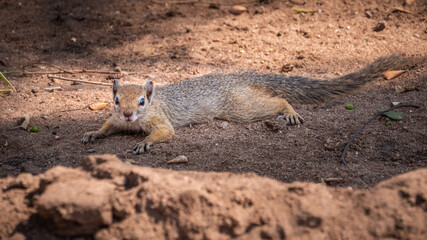 Bush squirrel (Paracerus cepapi) resting in the shade on the ground.