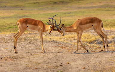 Two fighting Impala bucks (Aepyceros melampus)
