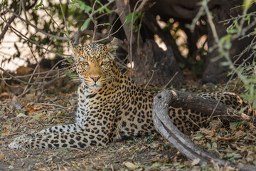 Leopard (Panthera pardus) resting in the shade of a tree