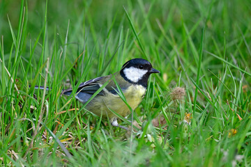  Kohlmeise // Great tit (Parus major)