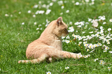 Yellow cat resting on meadow. Domestic cat lying on grass
