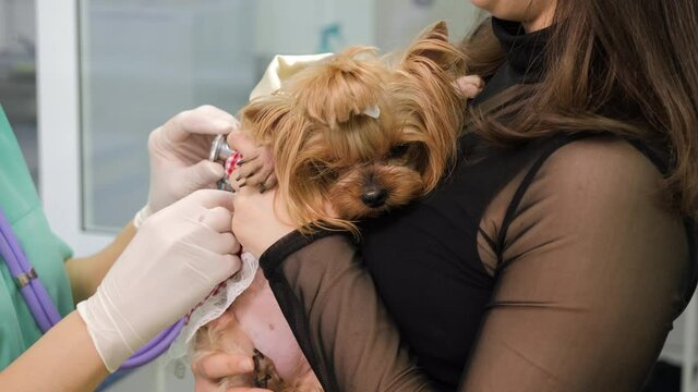 Young Woman Holding Cute Yorkshire Terrier while Veterinarian Examines it at Clinic. Medicine and Animal Health, Pet Care and People Concept