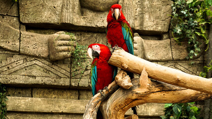 Two red parrots macaw on a branch. Jungle background. Parrots in the zoo