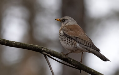 Fototapeta premium fieldfare on dark branch