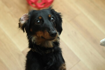 構って欲しい犬