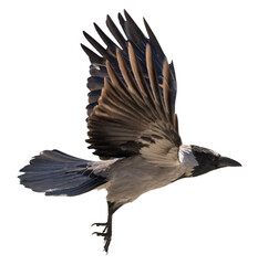 gray crow with large black wings