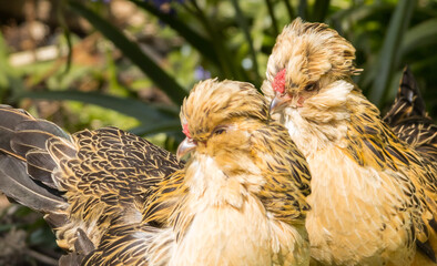 Antwerp Bantam chicken portraits.
