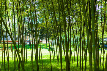 Wallpaper and background of nature, bamboo trees in garden.
