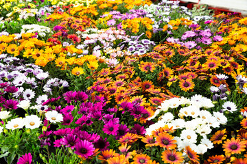 Close up of assortment of African daisies growing in greenhouse farm