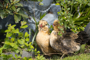 Antwerp Bantam chicken portraits.