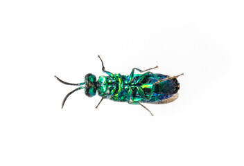 Image of metallic cuckoo wasp(Chrysididae) isolated on white background. Insect. Animal.